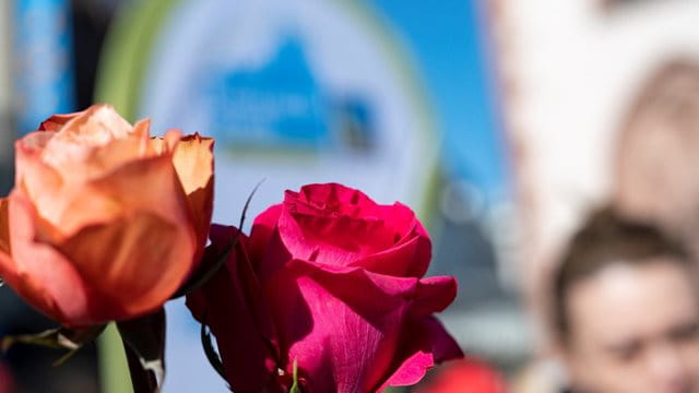 Rosen aus fairem Handel machen doppelt Freude: Den Beschenkten und den Produzent:innen Rosen aus fairem Handel machen doppelt Freude: Den Beschenkten und den Produzent:innen, Foto: Salome Roessler