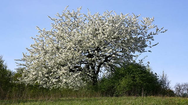 Blühender Obstbaum