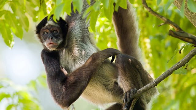 Brauner Klammeraffe Ein Brauner Klammeraffe hängt ganz entspannt an einem Arm und einem Bein in einem Baum auf der Außenanlage im Zoo.